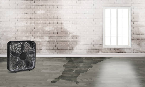 Best Water damage contractors near me  in Fort Wayne, IN