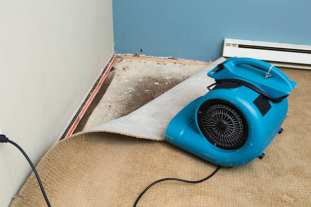 Best Professional water damage repair  in Fort Wayne, IN